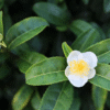 Tea Plant Camellia Sinensis Starter Live Plant No Pot