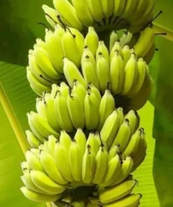 Truly Tiny Banana Plant 4-6in Tall - No Pot Dwarf Musa Banana