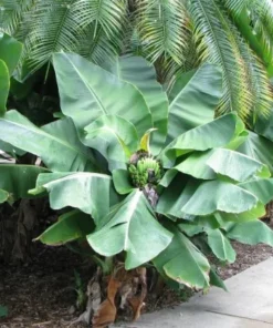 Truly Tiny Banana Plant 4-6in Tall - No Pot Dwarf Musa Banana