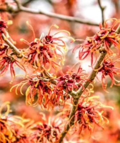Witchhazel Shrub - 4 inch Pot - Fall Blooming Beauty