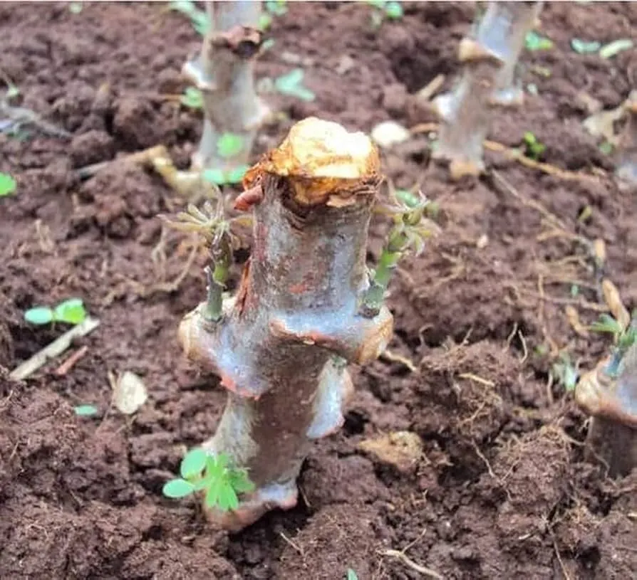 Yucca & Cassava Cutting Set – 5 Piece – Easy Grow Plants