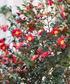 Yuletide Camellia Sasanqua Plant - 1 Gallon Size - 2ft Tall - Flowering Shrub