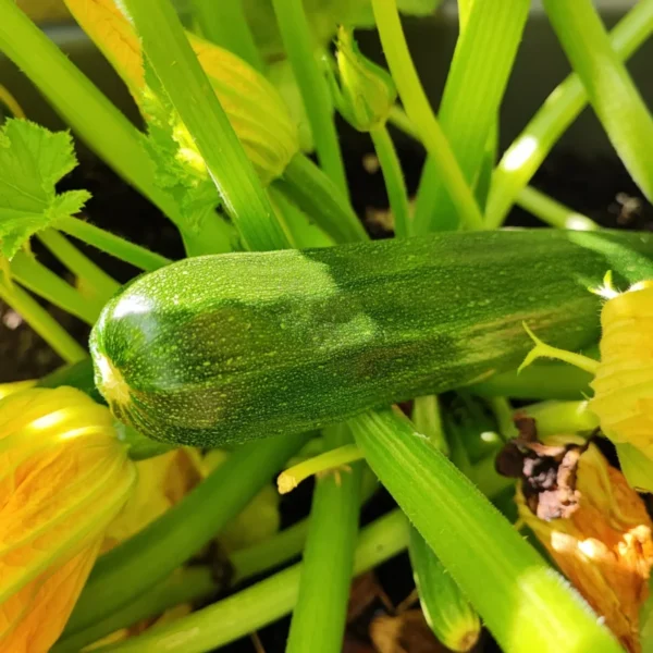 8 Vegetables to Plant in Spring for a Summer Harvest