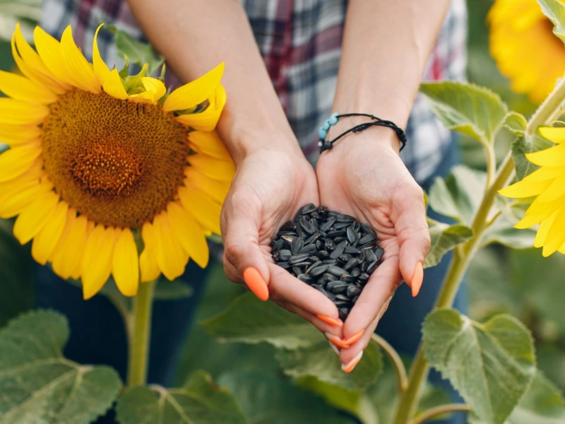 Top 7 Flower Seeds to Sow in April