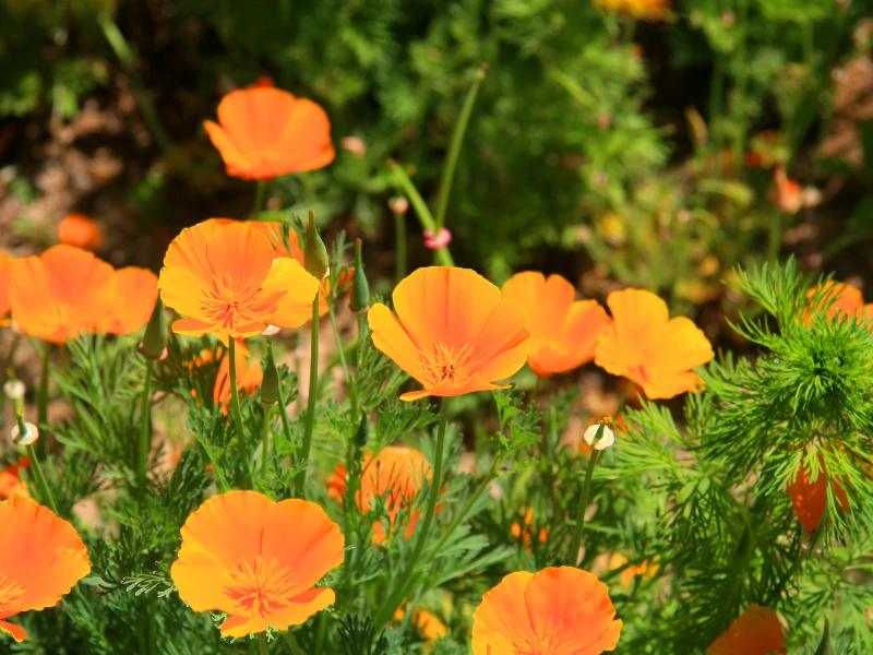 Top 7 Flower Seeds to Sow in April