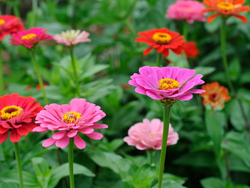 Top 7 Flower Seeds to Sow in April