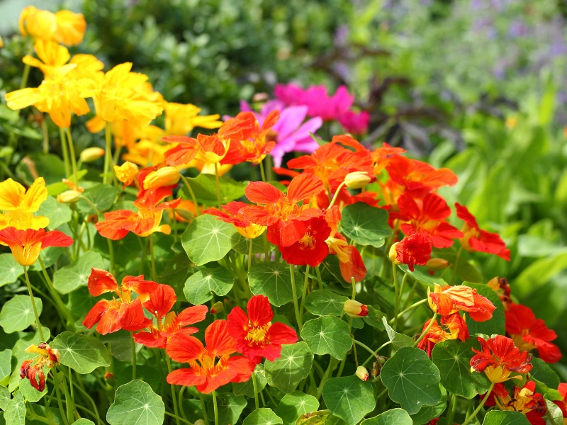 Top 7 Flower Seeds to Sow in April
