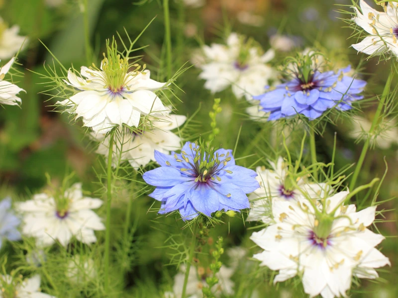 Top 7 Flower Seeds to Sow in April