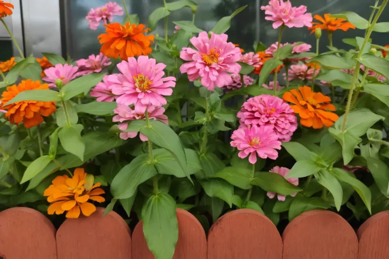 Top 10 Spring Seeds to Plant in 2025