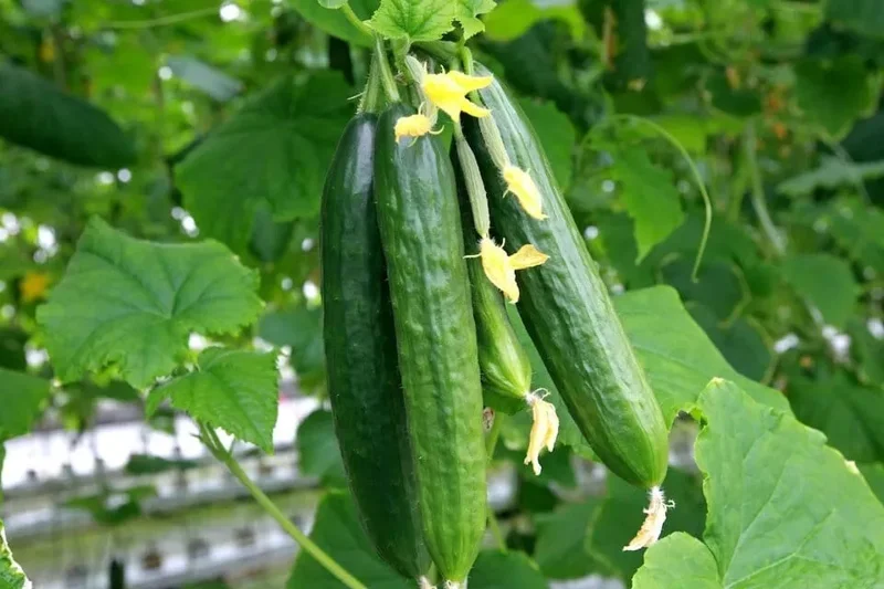 30 Muncher Cucumber - Burpless Cucumber Seeds for Home Garden