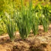 Bunching Onion Seeds - 200 Seeds - Easy to Grow Garden Onions