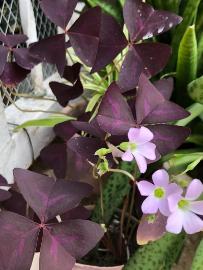 Shamrock Plant Live Green Oxalis – 4 Inch Pot – Lucky Indoor Plant