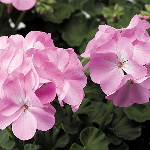 Pink Ivy Geranium Live Starter Plant 4-inch Nursery Pot Ships Without Pot