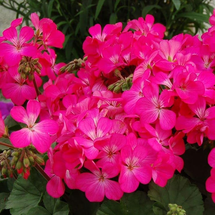 Pink Ivy Geranium Live Starter Plant 4-inch Nursery Pot Ships Without Pot