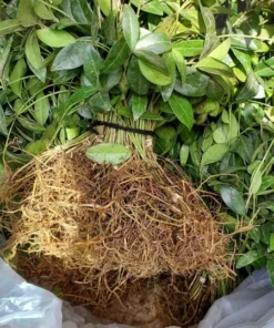 50 Vinca Minor Plants Periwinkle Creeping Myrtle Perennial Evergreen Ground Cover - Bareroots