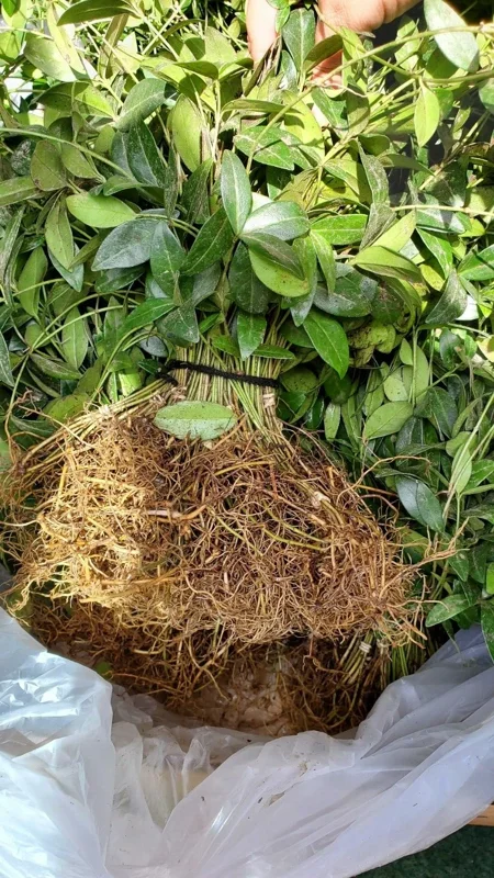 50 Vinca Minor Plants Periwinkle Creeping Myrtle Perennial Evergreen Ground Cover - Bareroots