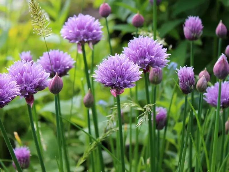Best Companion Plants for Your Vegetable Garden