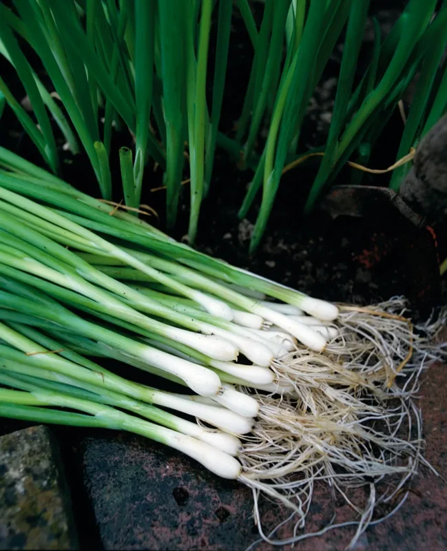 Bunching Onion Seeds - 200 Seeds - Easy to Grow Garden Onions