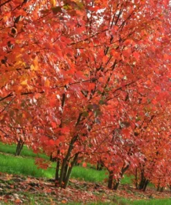 Brandywine Red Maple Tree Live Plant 6-12 inch 2.5 inch Pot Red Shade Tree