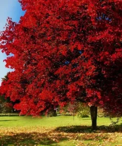 Brandywine Red Maple Tree Live Plant 6-12 inch 2.5 inch Pot Red Shade Tree