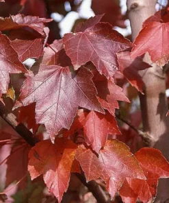 Brandywine Red Maple Tree Live Plant 6-12 inch 2.5 inch Pot Red Shade Tree