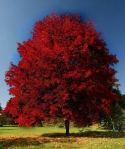 Brandywine Red Maple Tree Live Plant 6-12 inch 2.5 inch Pot Red Shade Tree