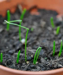 Chives Herb Plant 4in Starter Size Easy to Grow Fresh