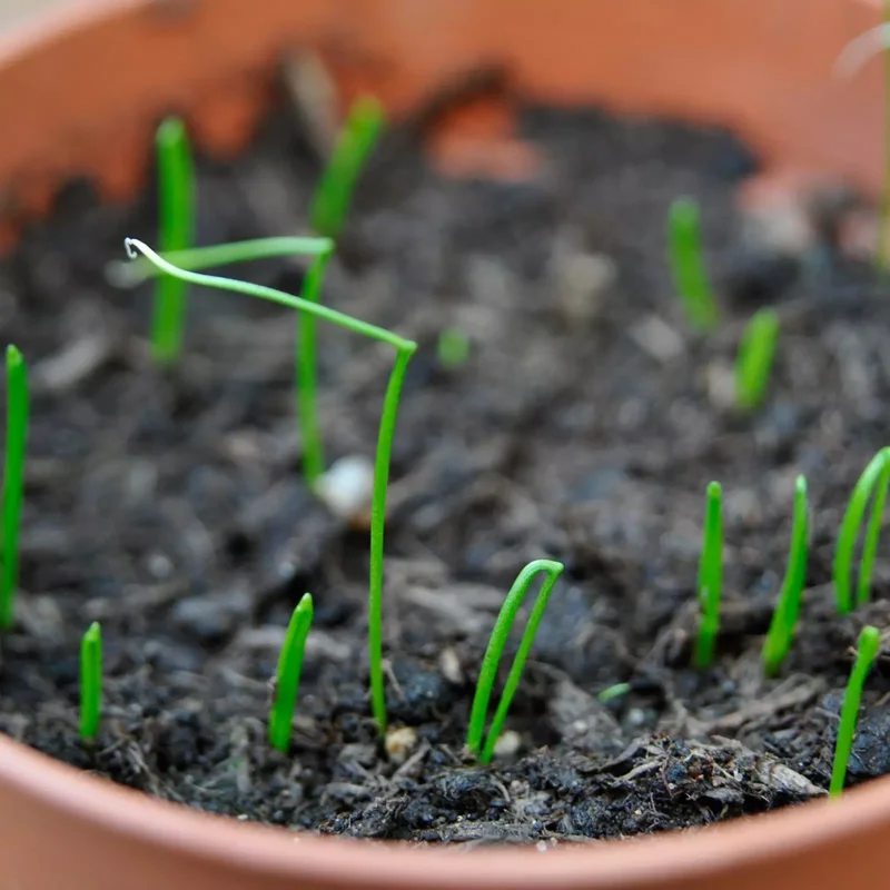 Chives Herb Plant 4in Starter Size Easy to Grow Fresh