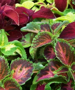 Coleus Seeds 150 Count Freshly Harvested Best Selections