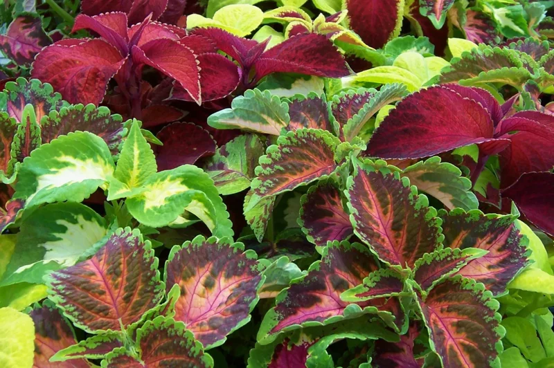 Coleus Seeds 150 Count Freshly Harvested Best Selections