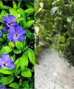 50 Vinca Minor Plants Periwinkle Creeping Myrtle Perennial Evergreen Ground Cover - Bareroots