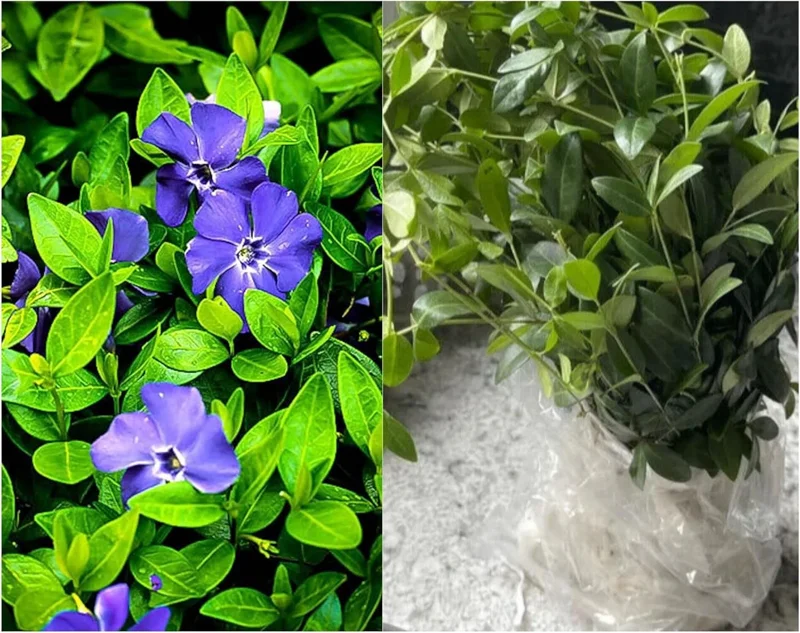 50 Vinca Minor Plants Periwinkle Creeping Myrtle Perennial Evergreen Ground Cover - Bareroots