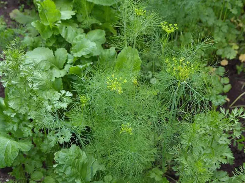 Best Companion Plants for Your Vegetable Garden
