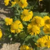 Yellow Sneezeweed Seeds - Helenium Autumnale - 100 Seeds - 2025 Crop