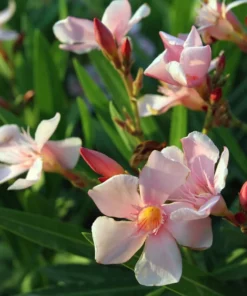 Salmon Oleander Live Plant Starter - 4 Inch Nursery Pot - Salmon Flowering Shrub