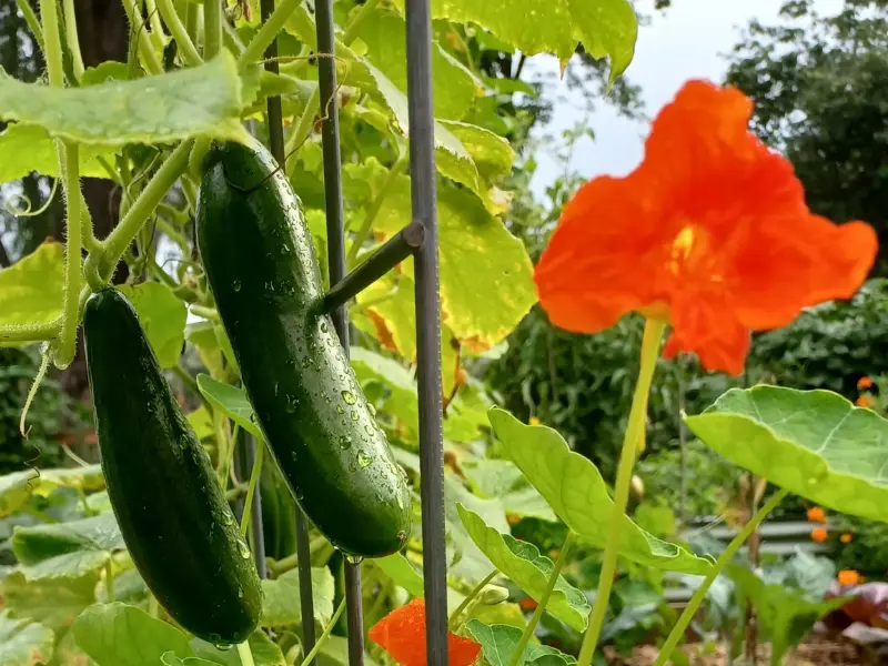 Best Companion Plants for Your Vegetable Garden
