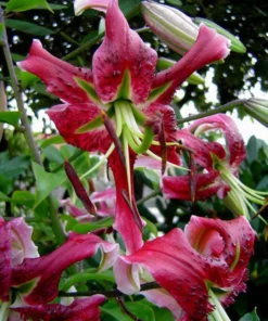 Black Beauty Lilium Bulbs - Raspberry Maroon Oriental Lily Flower Bulbs