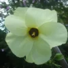 Abelmoschus Manihot Seeds - Yellow Hibiscus, 2025 Crop