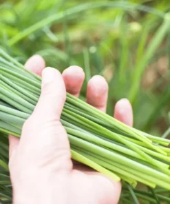 Chives Herb Plant 4in Starter Size Easy to Grow Fresh
