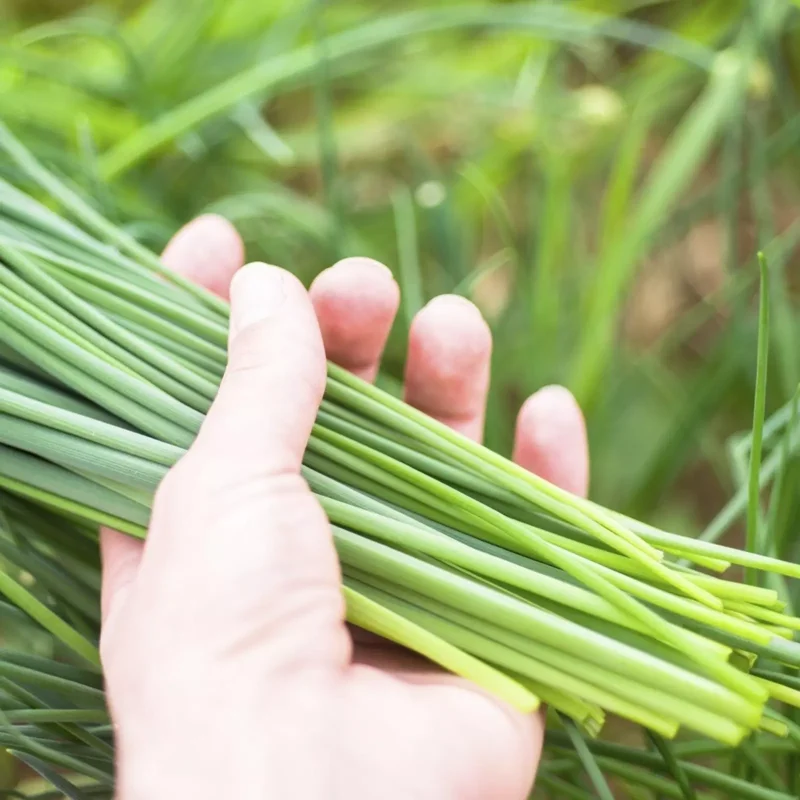 Chives Herb Plant 4in Starter Size Easy to Grow Fresh