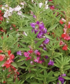 Balsam Impatiens Seeds - Impatiens Balsamina - Touch Me Not - 40+ Seeds