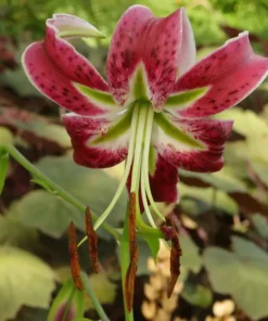 Black Beauty Lilium Bulbs - Raspberry Maroon Oriental Lily Flower Bulbs