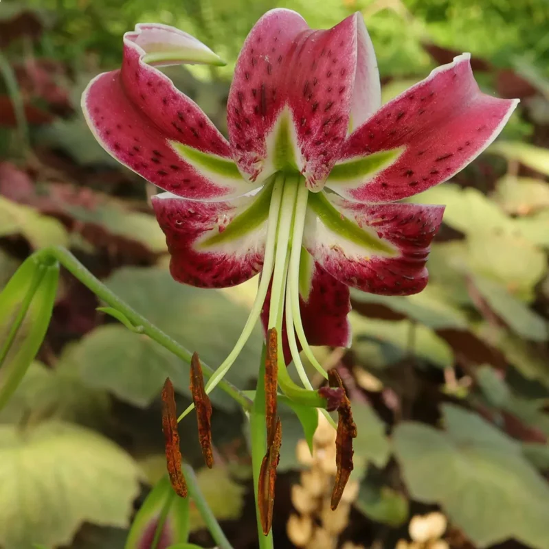 Black Beauty Lilium Bulbs - Raspberry Maroon Oriental Lily Flower Bulbs