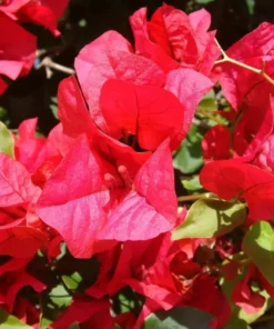 Bougainvillea Jamaican Red Starter Plant - 4in Size - Vibrant Red Blooms