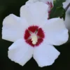 Rose of Sharon Hibiscus Seed Mix - 90+ Seeds - White, Red, Pink Variety