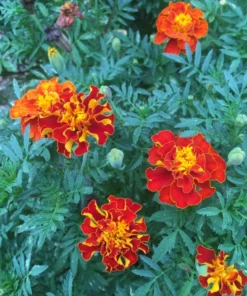 Marigold Seeds - 200 Seeds - 2025 Crop - Vibrant Blooms