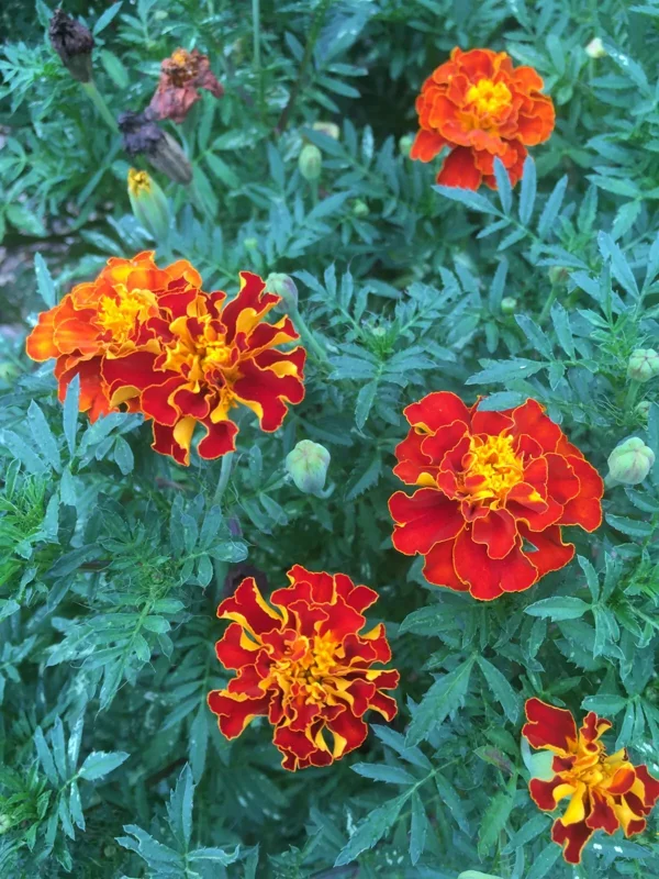 Marigold Seeds - 200 Seeds - 2025 Crop - Vibrant Blooms