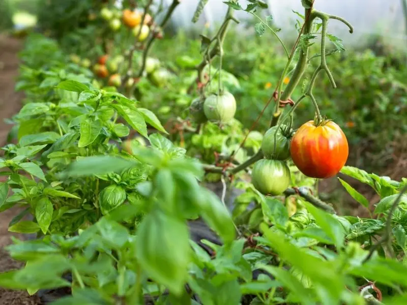 Best Companion Plants for Your Vegetable Garden