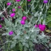 Rose Campion Flower Seeds - 100 Magenta Seeds - Easy to Grow