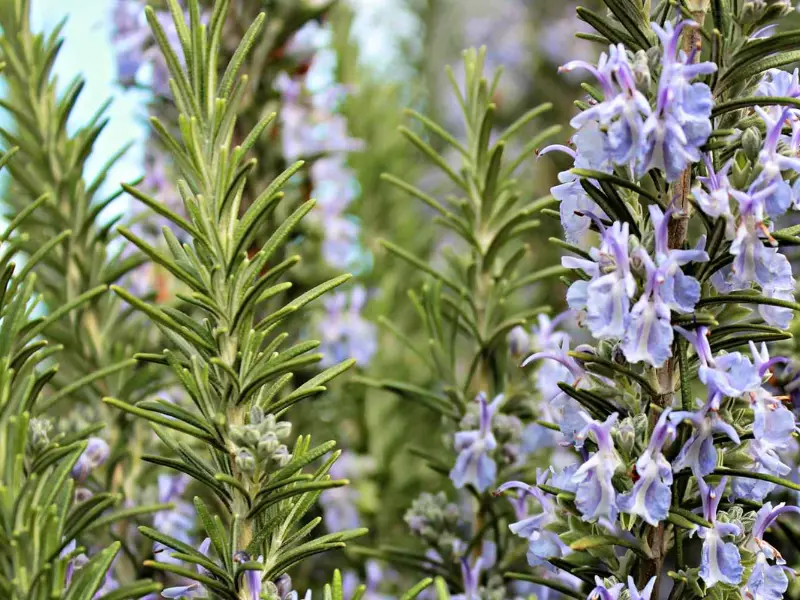 Best Companion Plants for Your Vegetable Garden